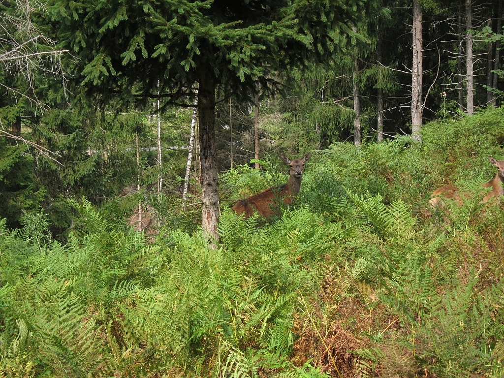 Wildgehege Hotel Forsthofgut
